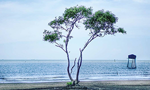 Biển Tân Thành - Tiền Giang Biển Tân Thành - Tiền Giang