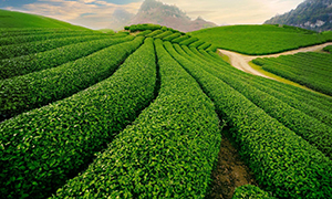 Đồi chè Cầu Đất - Tiền Giang Đồi chè Cầu Đất - Tiền Giang