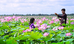 Đồng sen Tháp Mười - Đồng Tháp Đồng sen Tháp Mười - Đồng Tháp