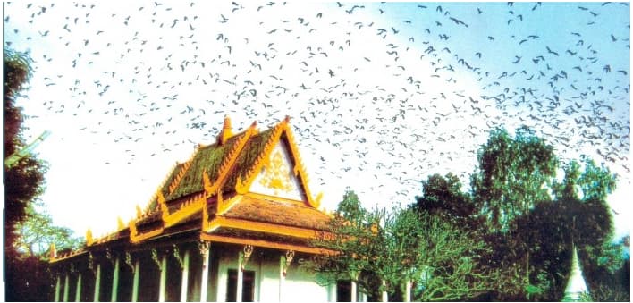 Chùa Dơi Sóc Trăng chua doi soc trang