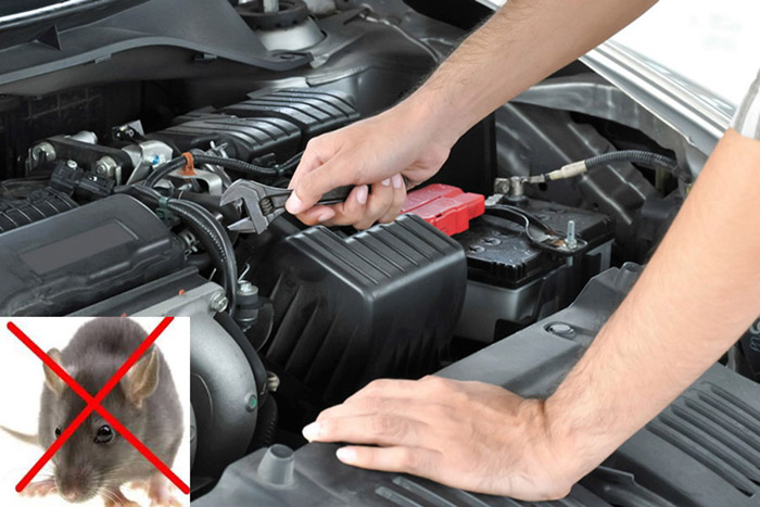 chong chuot tren xe o to chong chuot tren xe o to