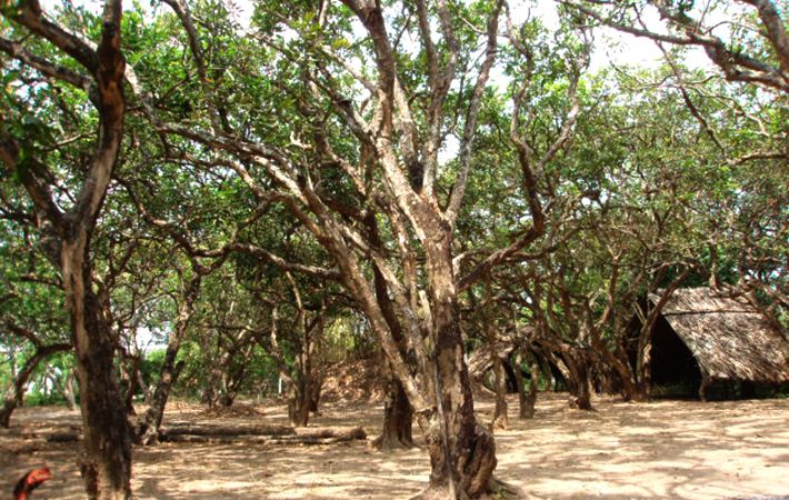 Vườn nhãn cổ Bạc Liêu