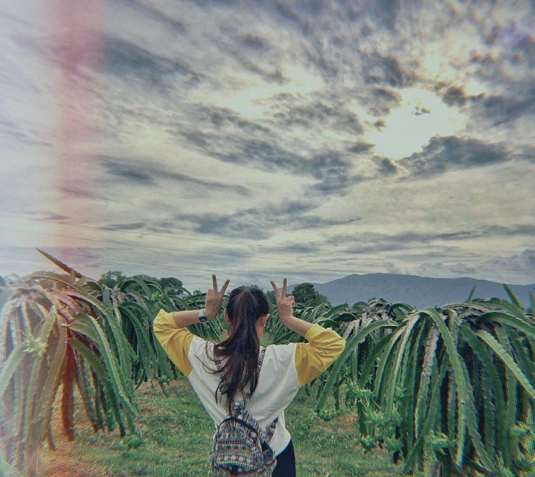 Vườn thanh long Bình Thuận Vườn thanh long Bình Thuận