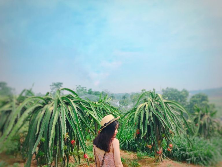 Vườn thanh long Bình Thuận Vườn thanh long Bình Thuận