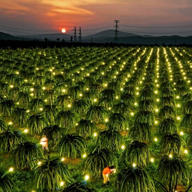 Vườn thanh long bình thuận