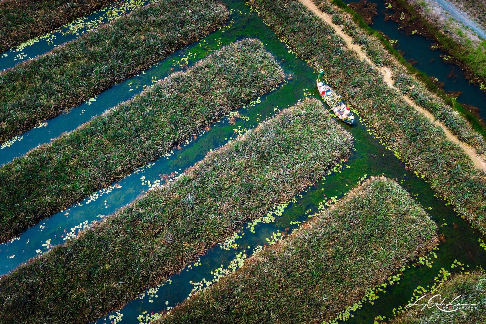 Toàn cảnh Cánh Đồng Khóm Cầu Đúc Toàn cảnh Cánh Đồng Khóm Cầu Đúc