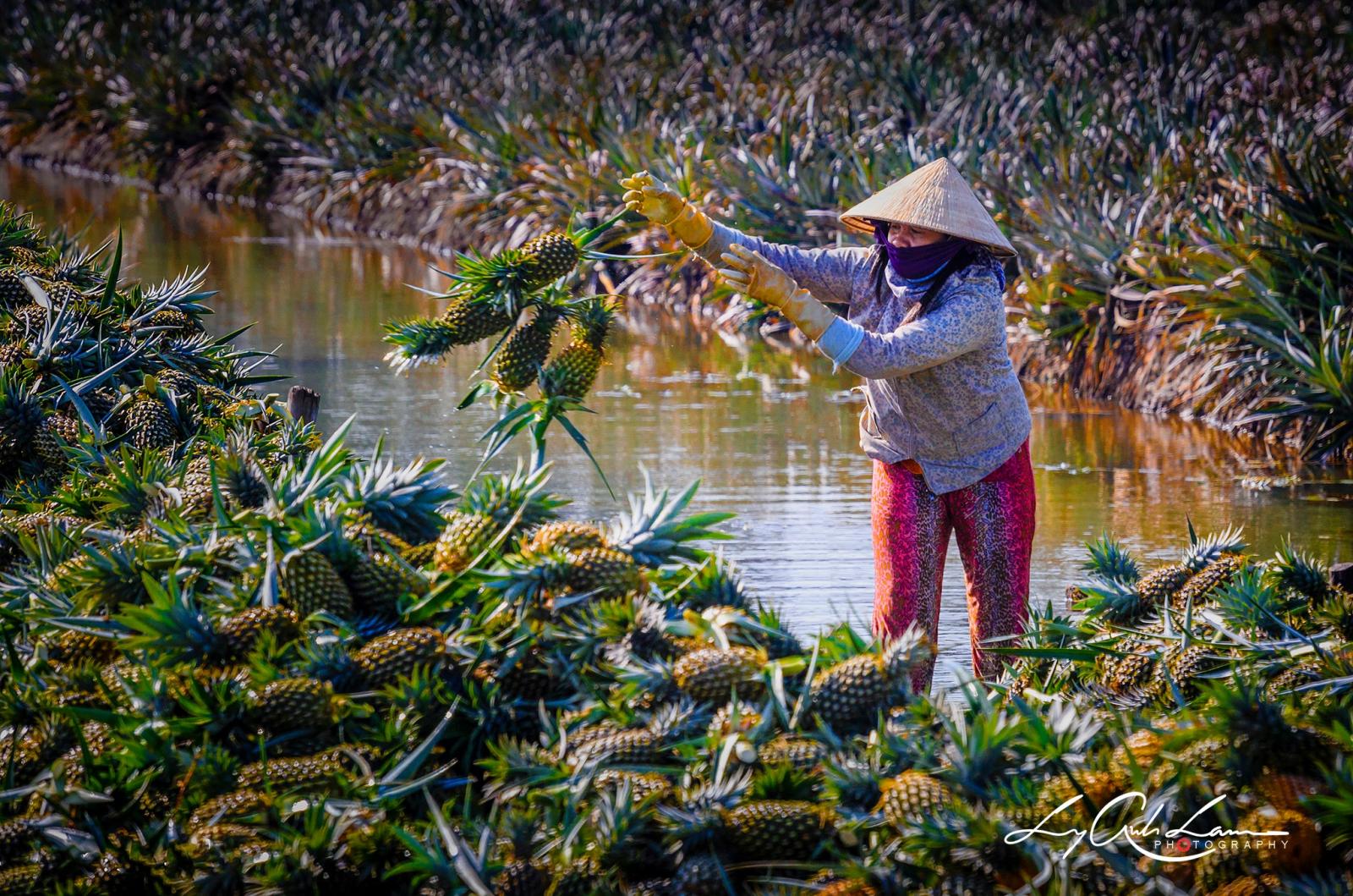Bạn có thể tận mắt chứng kiến quá trình chăm sóc và thu hoạch khóm. Bạn có thể tận mắt chứng kiến quá trình chăm sóc và thu hoạch khóm.