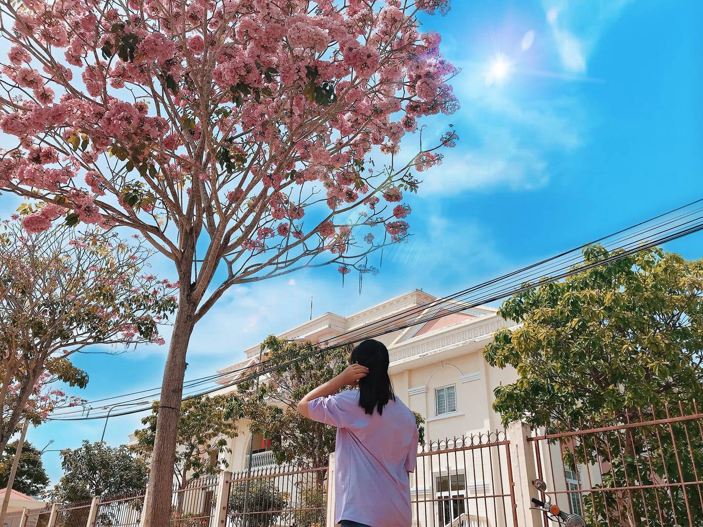 Con đường hoa kèn hồng miền Tây Con đường hoa kèn hồng miền Tây