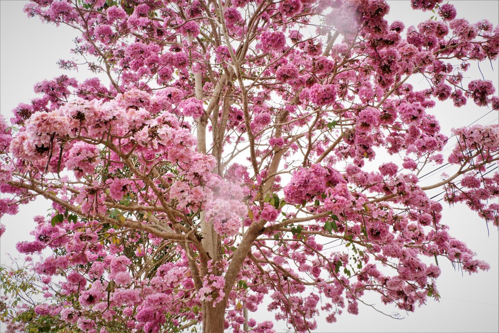 Con đường hoa kèn hồng miền Tây Con đường hoa kèn hồng miền Tây