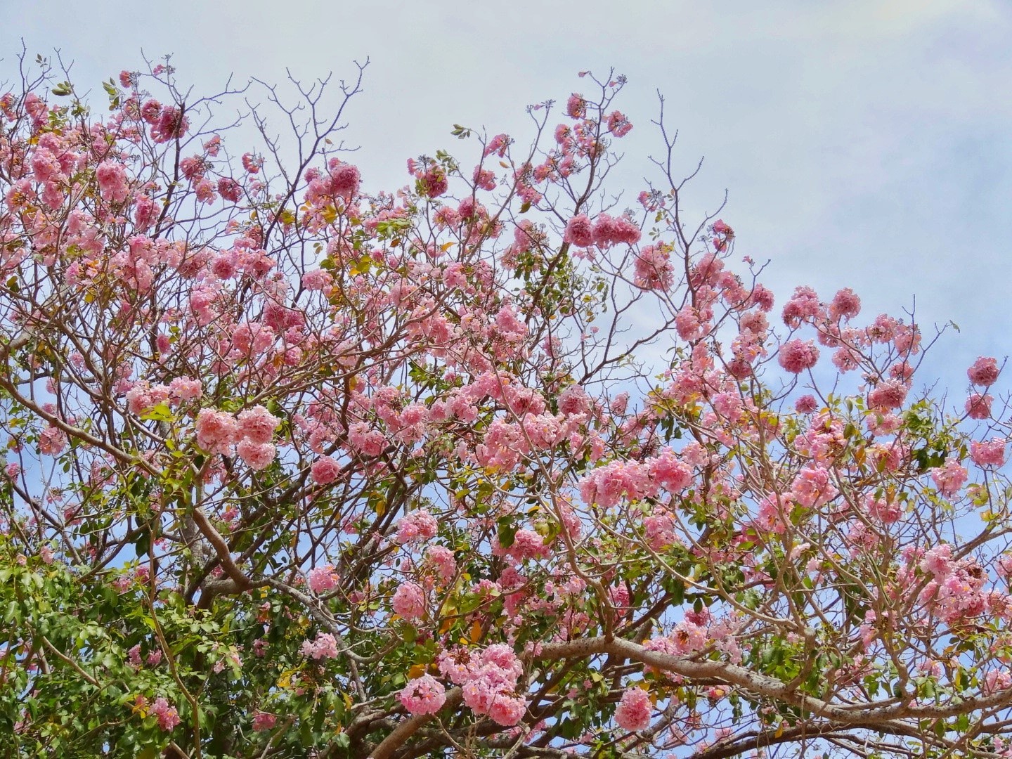 Con đường hoa kèn hồng miền Tây Con đường hoa kèn hồng miền Tây