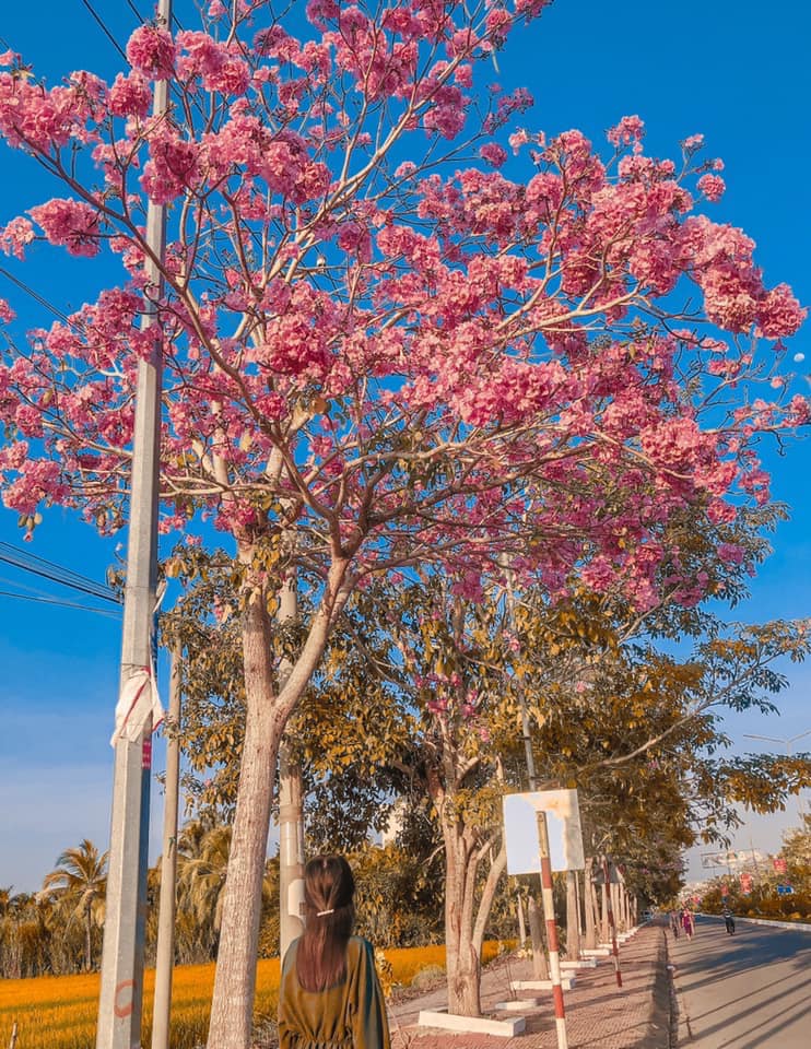 Con đường hoa kèn hồng miền Tây Con đường hoa kèn hồng miền Tây