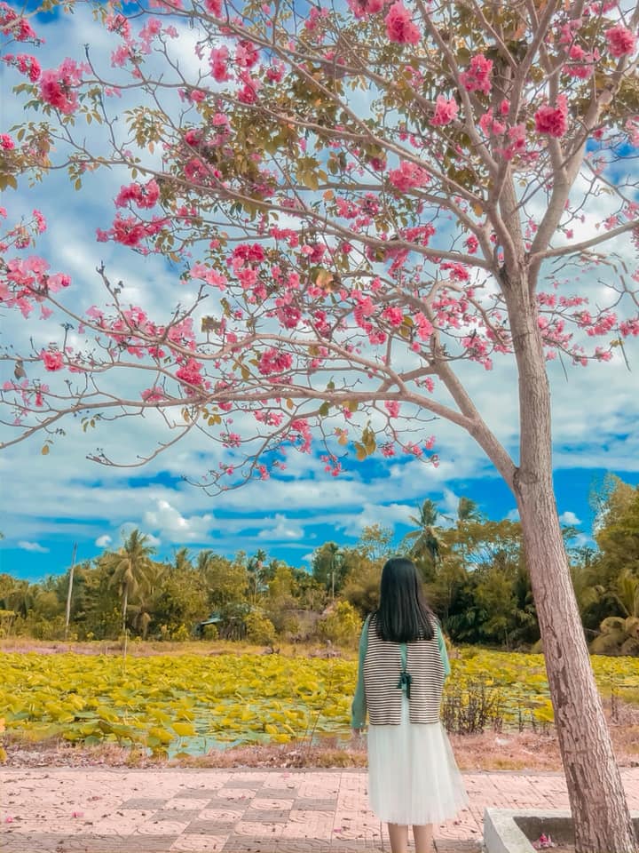 Con đường hoa kèn hồng miền Tây Con đường hoa kèn hồng miền Tây