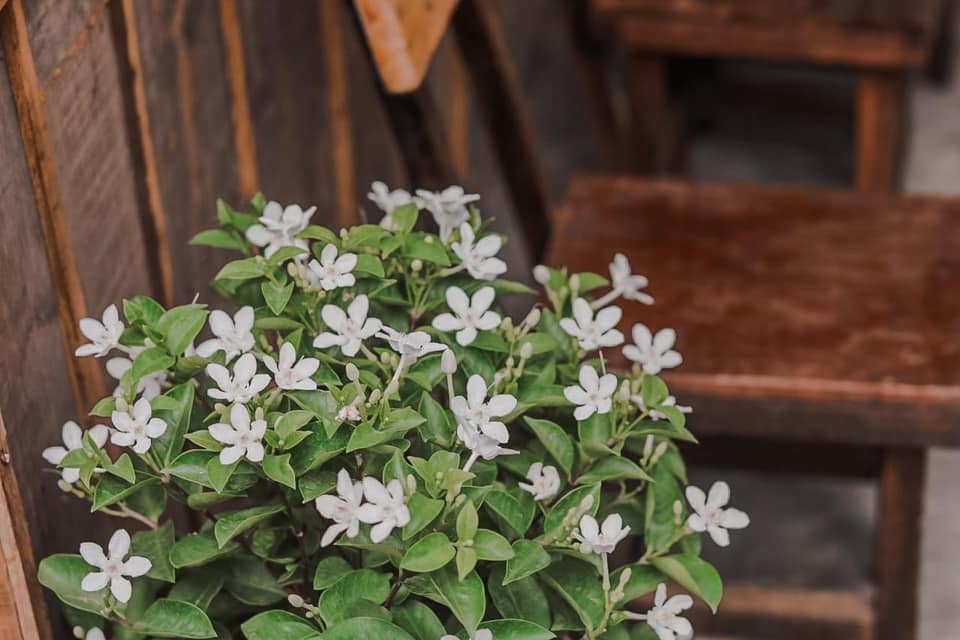 Tiệm trà Cỏ Ngọt - quán cà phê Đà Lạt xinh đẹp giữa lòng Cần Thơ Tiệm trà Cỏ Ngọt - quán cà phê Đà Lạt xinh đẹp giữa lòng Cần Thơ