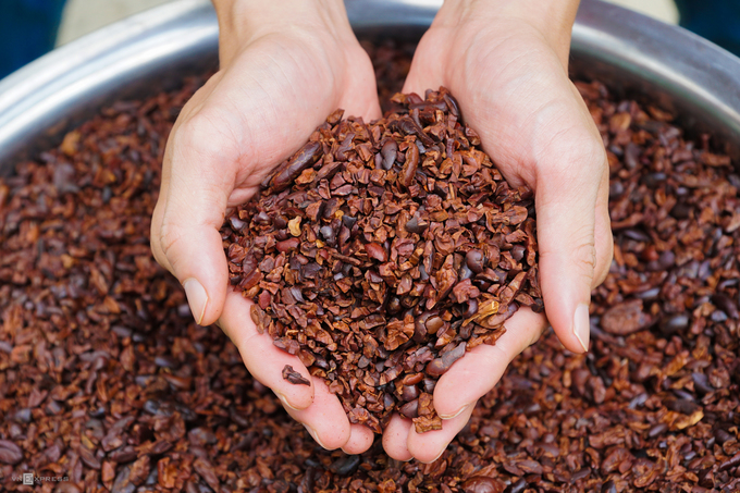 Vườn ca cao Mười Cương Vườn ca cao Mười Cương