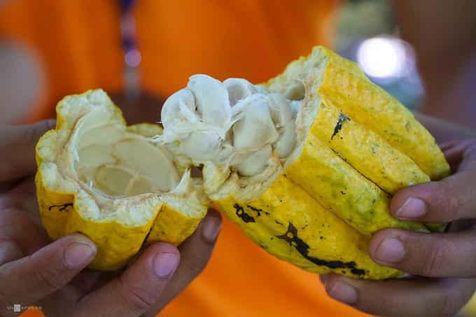 Vườn ca cao Mười Cương Vườn ca cao Mười Cương