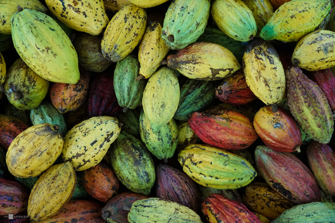 Vườn ca cao Mười Cương Vườn ca cao Mười Cương