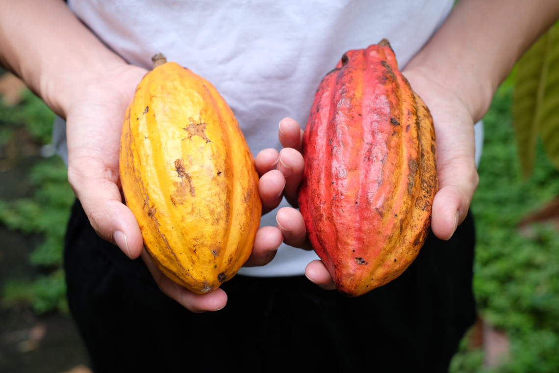 Vườn ca cao Mười Cương Vườn ca cao Mười Cương