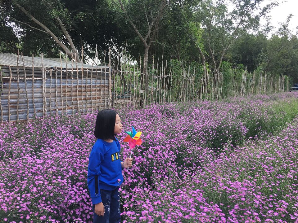 Hoa thạch thảo tại khu vườn được trồng theo từng luống với sắc tím rực rỡ. Hoa thạch thảo tại khu vườn được trồng theo từng luống với sắc tím rực rỡ.