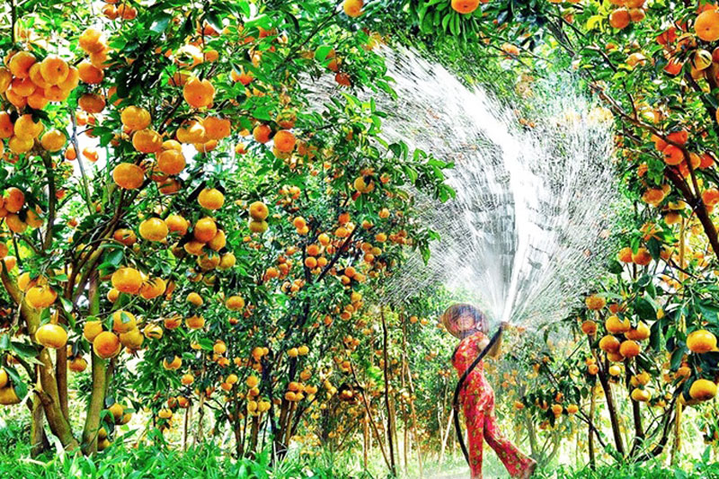 vườn trái cây ở Cần Thơ vườn trái cây ở Cần Thơ