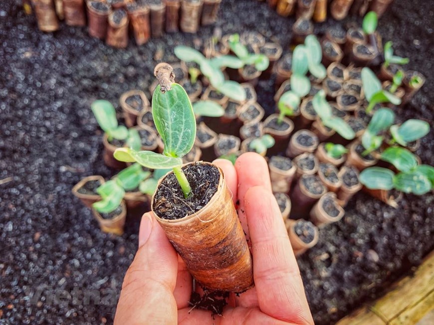 Vườn ươm trên sông ở Cần Thơ