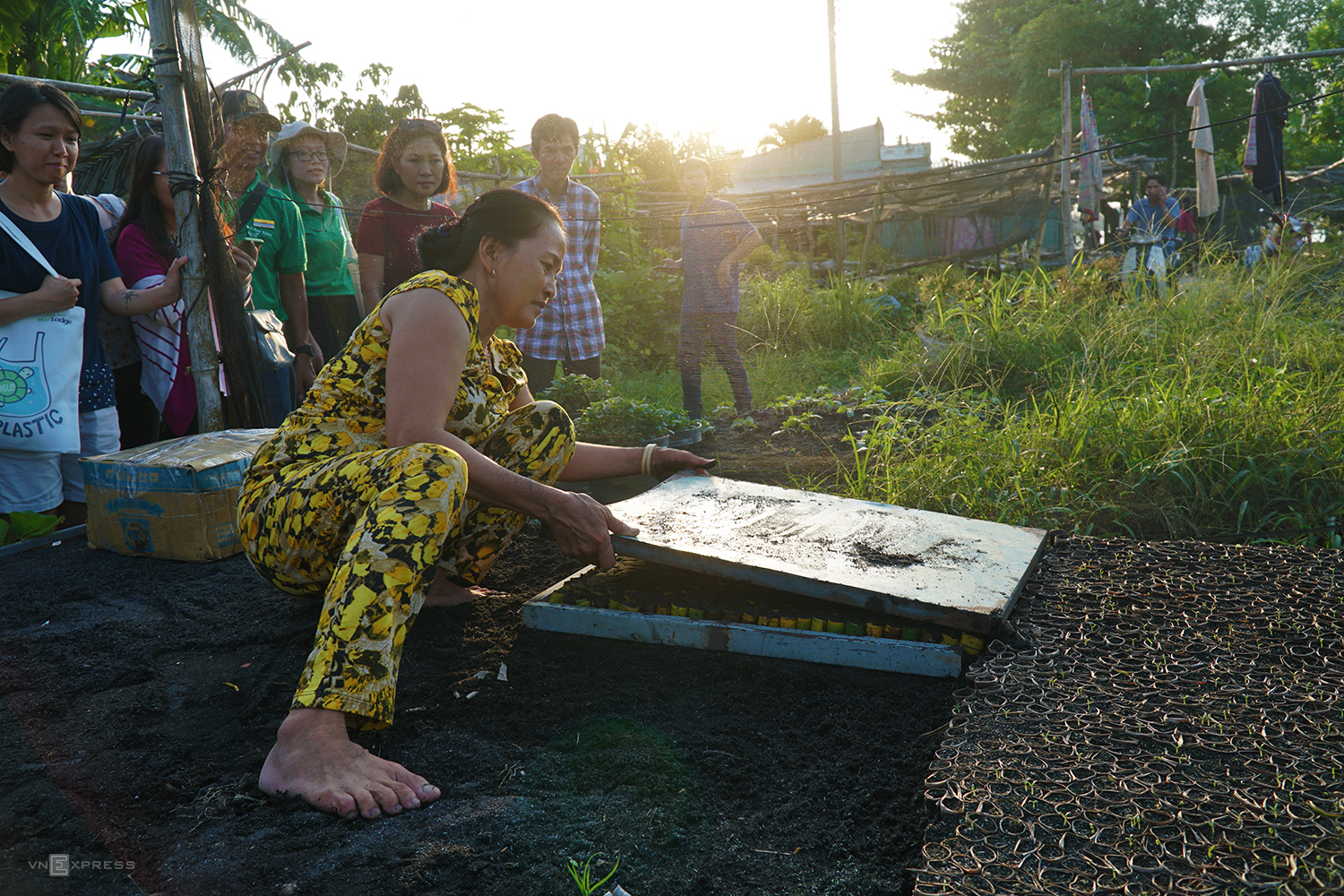 Vườn ươm cây giống ven sông ở miền Tây