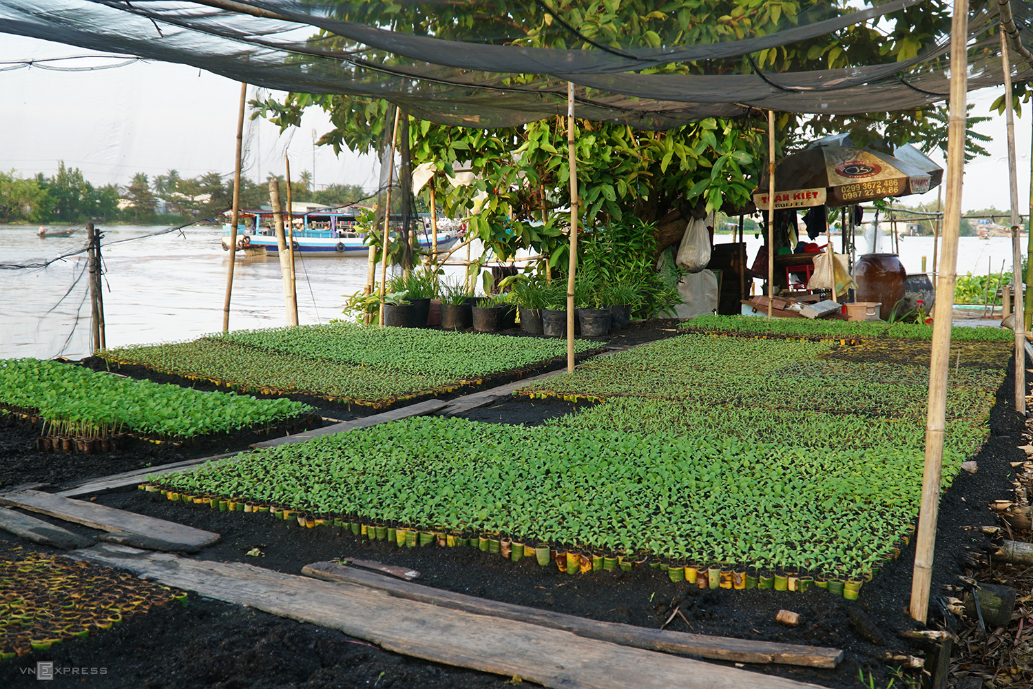 Vườn ươm trên sông ở Cần Thơ