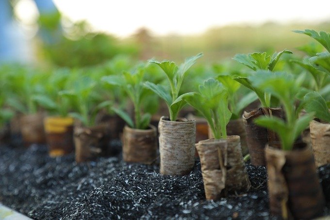 Vườn ươm cây giống ven sông ở miền Tây