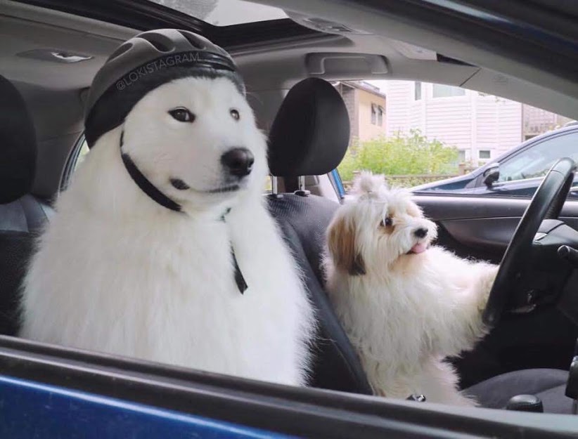 Chở thú cưng trên xe ô tô