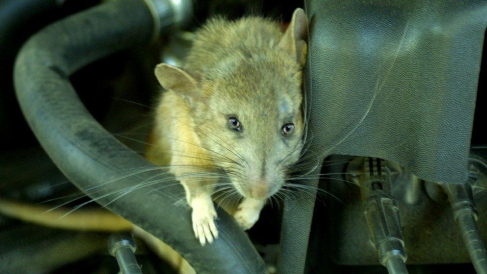 Chuột và sâu bọ xâm nhập Chuột và sâu bọ xâm nhập