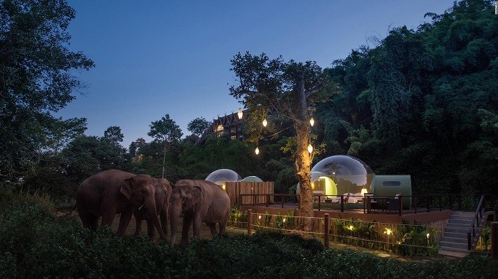 Trải nghiệm ngủ cạnh voi trong rừng nhiệt đới tại nhà bong bóng Thái Lan Trải nghiệm ngủ cạnh voi trong rừng nhiệt đới tại nhà bong bóng Thái Lan