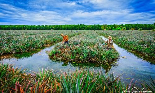Chèo thuyền len lỏi trong cánh đồng khóm Cầu Đúc bạt ngàn