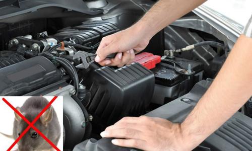 Chống chuột trên xe ô tô