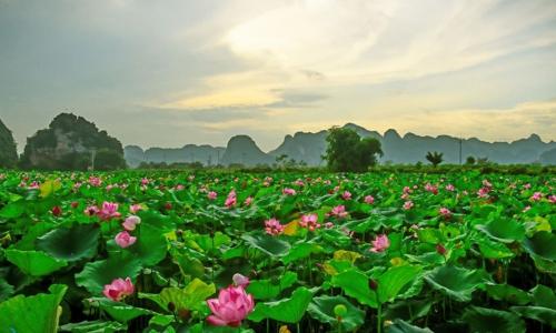 Đồng Tháp đẹp hút hồn bên cánh đồng sen hồng nở rộ