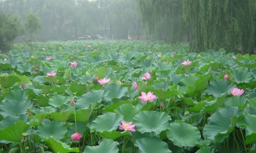 Du lịch Đồng Tháp, ngắm đồng sen nở đẹp ngút trời