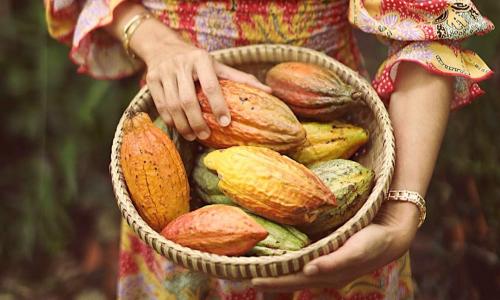 Ghé thăm vườn ca cao lâu đời nổi tiếng xứ sở Tây Đô