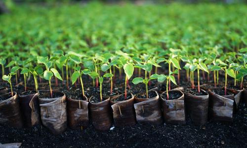 Khám phá khu vườn cây giống ven sông ở Cần Thơ