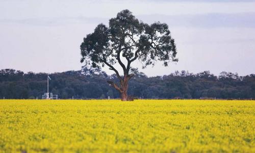 Những cánh đồng ngập tràn sắc vàng hoa cải dầu thu hút khách du lịch Úc mùa xuân
