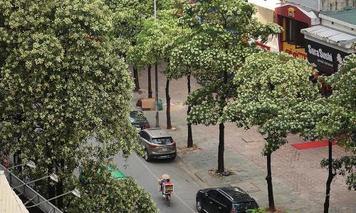 Nồng nàn hoa sữa gây thương nhớ mùa thu Hà Nội