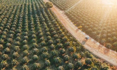 Truy lùng Vương quốc thanh long ở Bình Thuận khiến giới trẻ mê tít