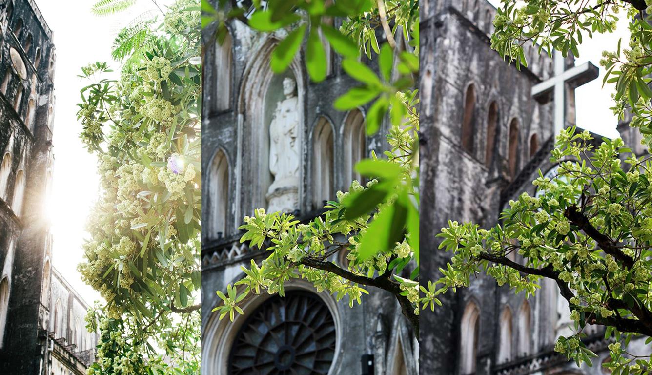 HÍT HÀ MÙI HOA SỮA